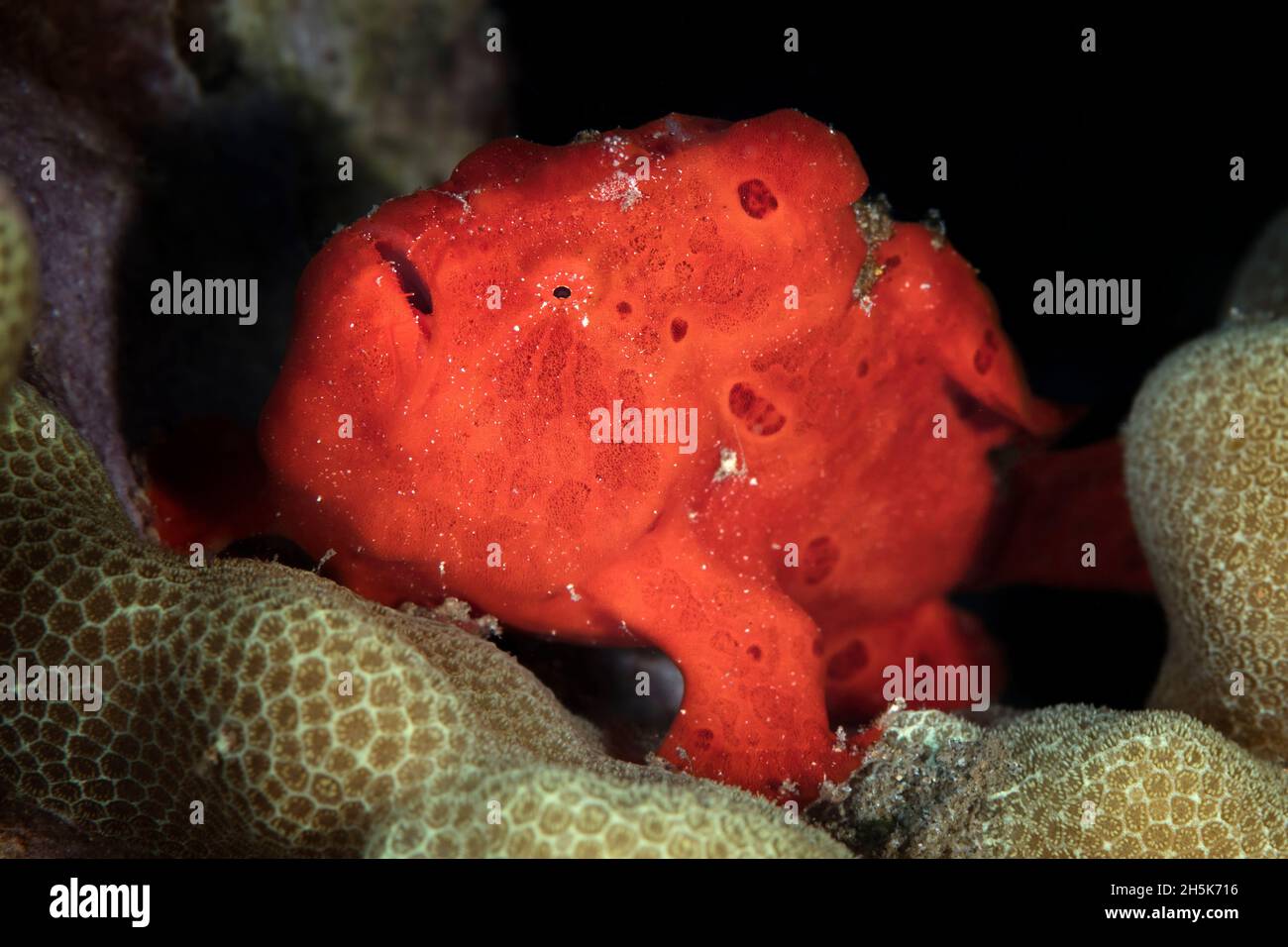 A bright, red frogfish (Antennarius nummifer) sits on coral reef with black background, Maui; Hawaii, United States of America Stock Photo