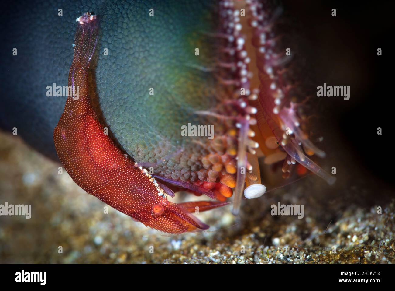Close-up of a colorful shrimp (Caridea) on a sea star (Asteroidea), Maui; Hawaii, United States of America Stock Photo