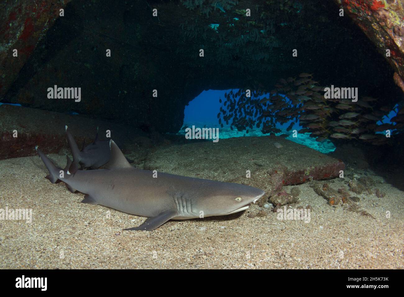 Whitetip Reef Sharks (Triaenodon obesus) resting in the sand on the ocean floor in a sea cave with a school of fish swimming by at Mala Wharf, Laha... Stock Photo