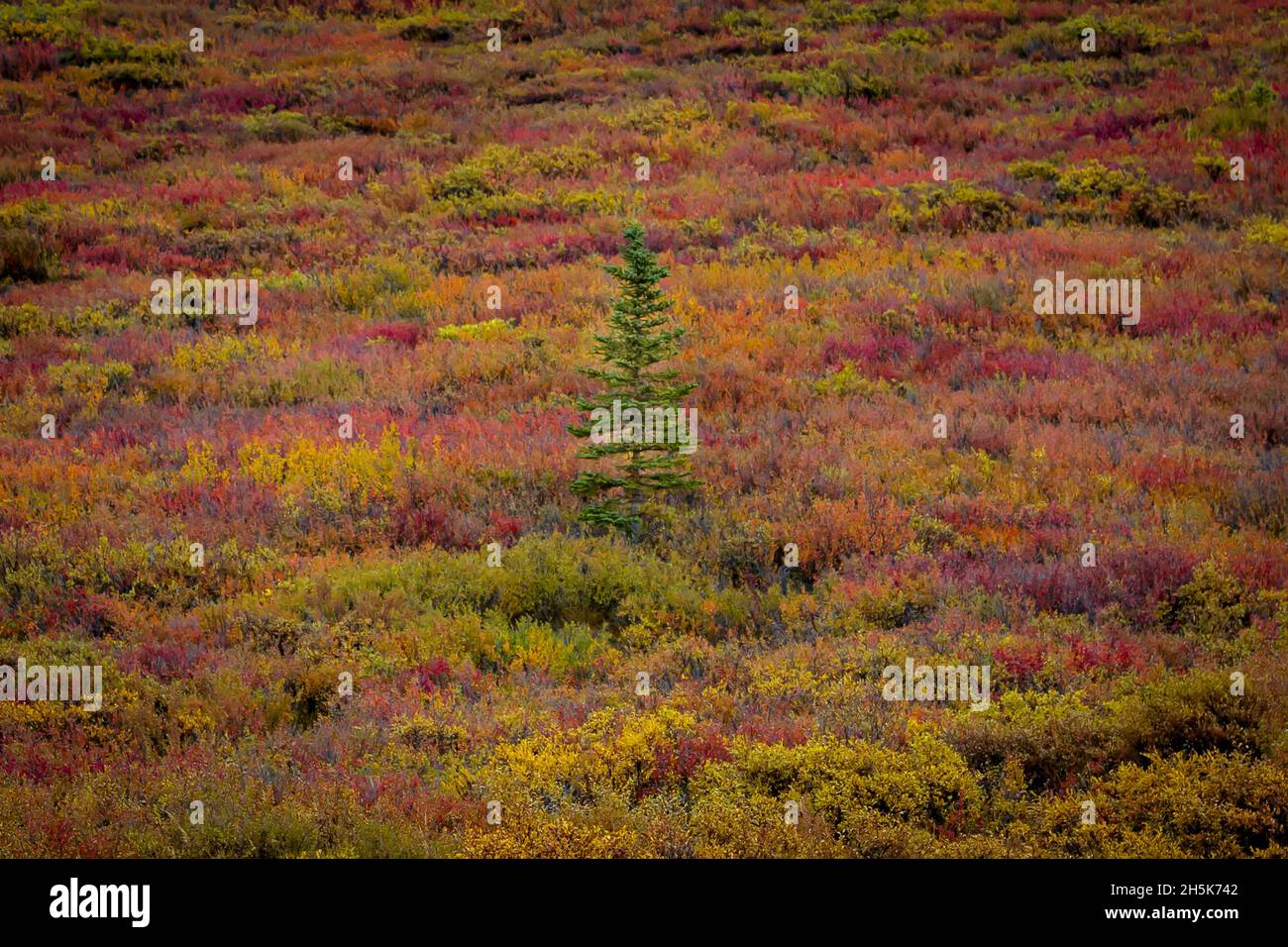 Fall color, Black Spruce Tree (Picea mariana) seedling on the tundra in autumn; Denali National Park and Preserve, Alaska, United States of America Stock Photo