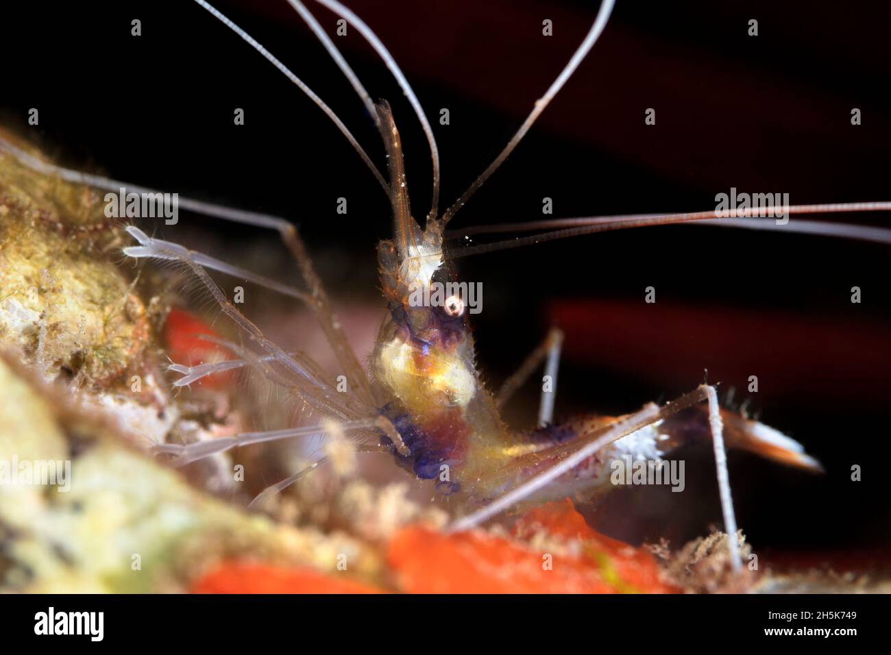 Close-up of Banded Coral Shrimp (Stenopus hispidus) with black background, Maui; Hawaii, United States of America Stock Photo