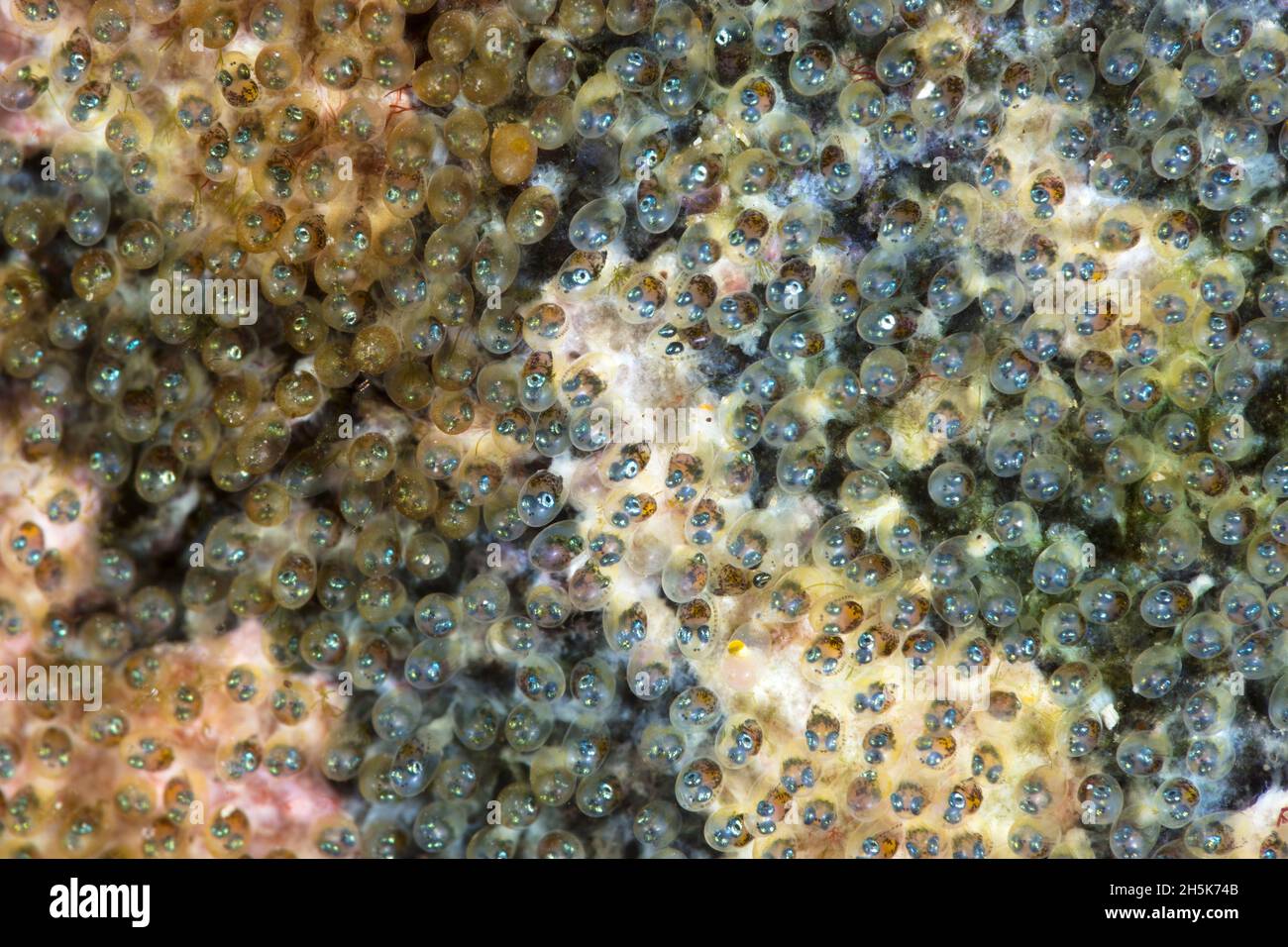 Blackspot Sergeantfish (Abudefduf sordidus) Egg Nest with hundreds of 1mm size eggs, Maui; Hawaii, United States of America Stock Photo