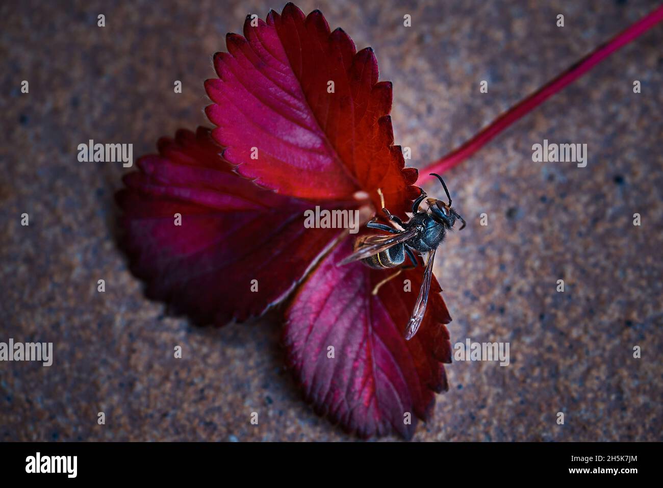 Asian wasp, Vespa velutina, on reddish leaf of a fallen strawberry plant in autumn Stock Photo