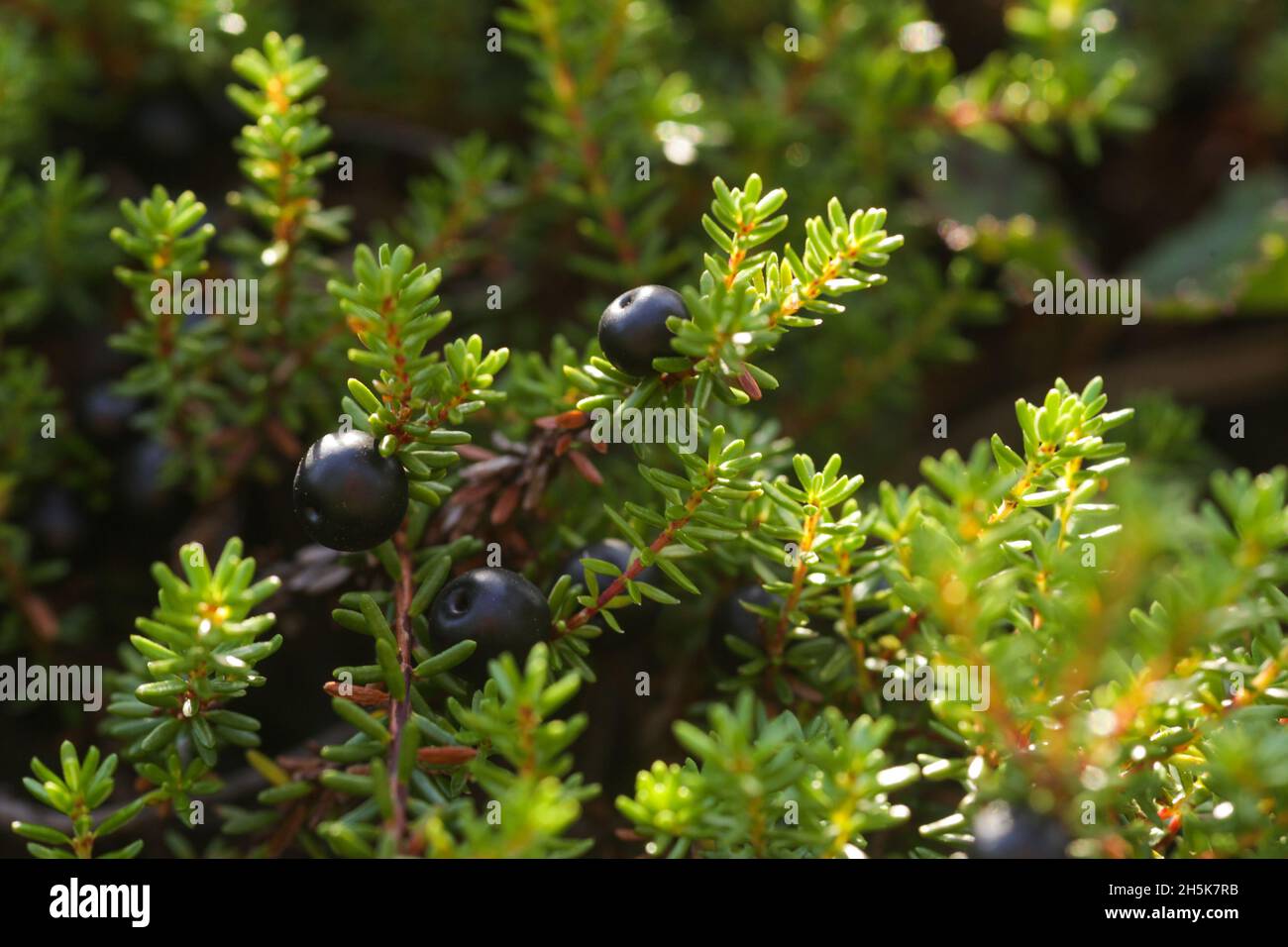 Dark, ripe Black crowberry, Empetrum nigrum during late summer in Estonia, Northern Europe. Stock Photo