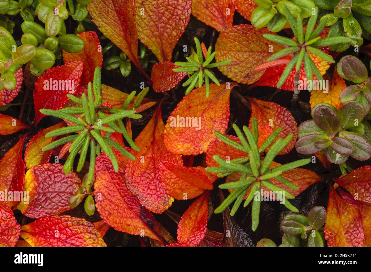 Close-up of Autumn color on the tundra, red Alpine bearberry (Arctostaphylos alpina) Stock Photo