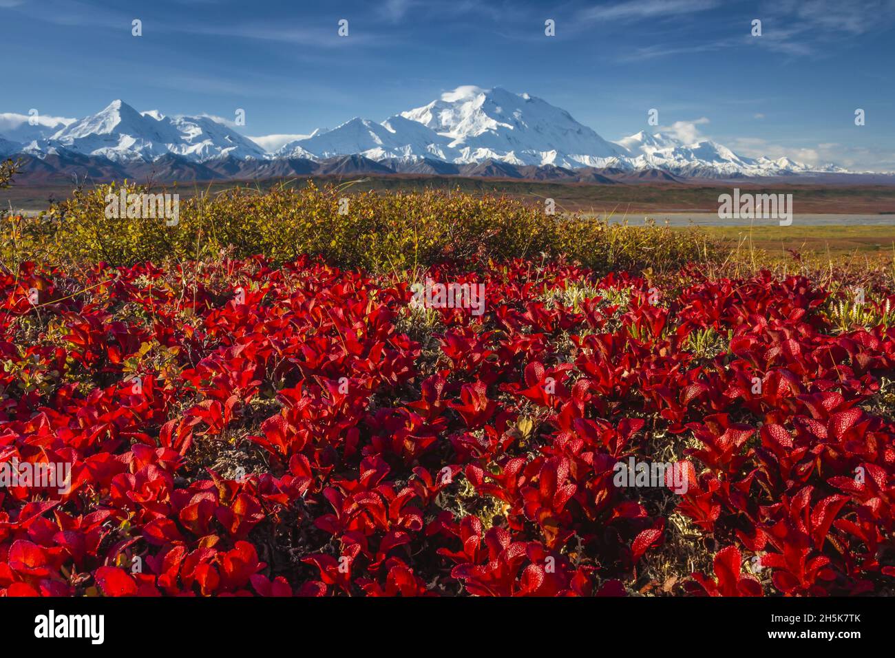 Fall color, Red Alpine bearberry (Arctostaphylos alpina) and Denali, aka Mount McKinley (20,320 feet), Denali National Park and Preserve, Alaska Stock Photo