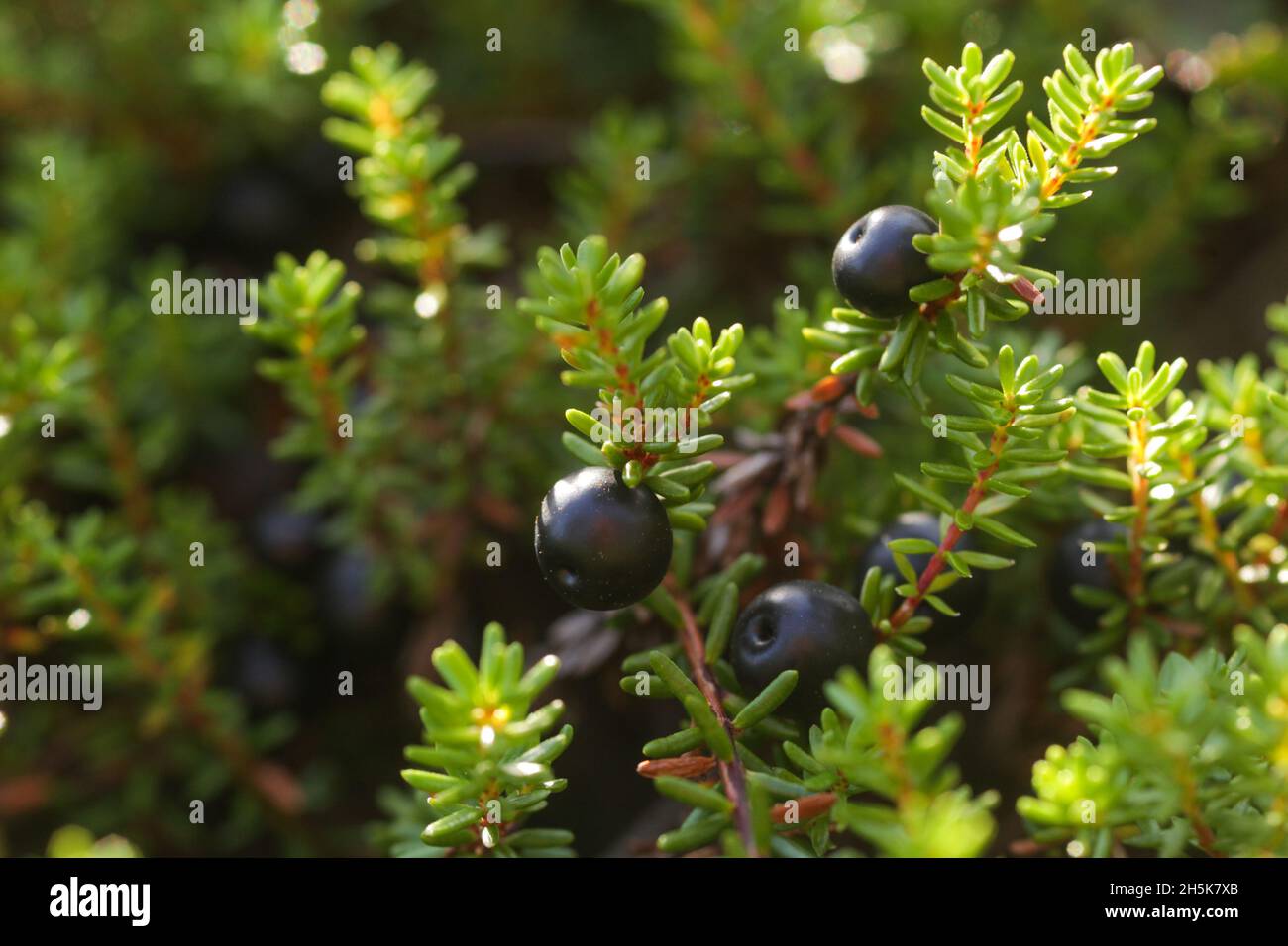 Dark, ripe Black crowberry, Empetrum nigrum during late summer in Estonia, Northern Europe. Stock Photo