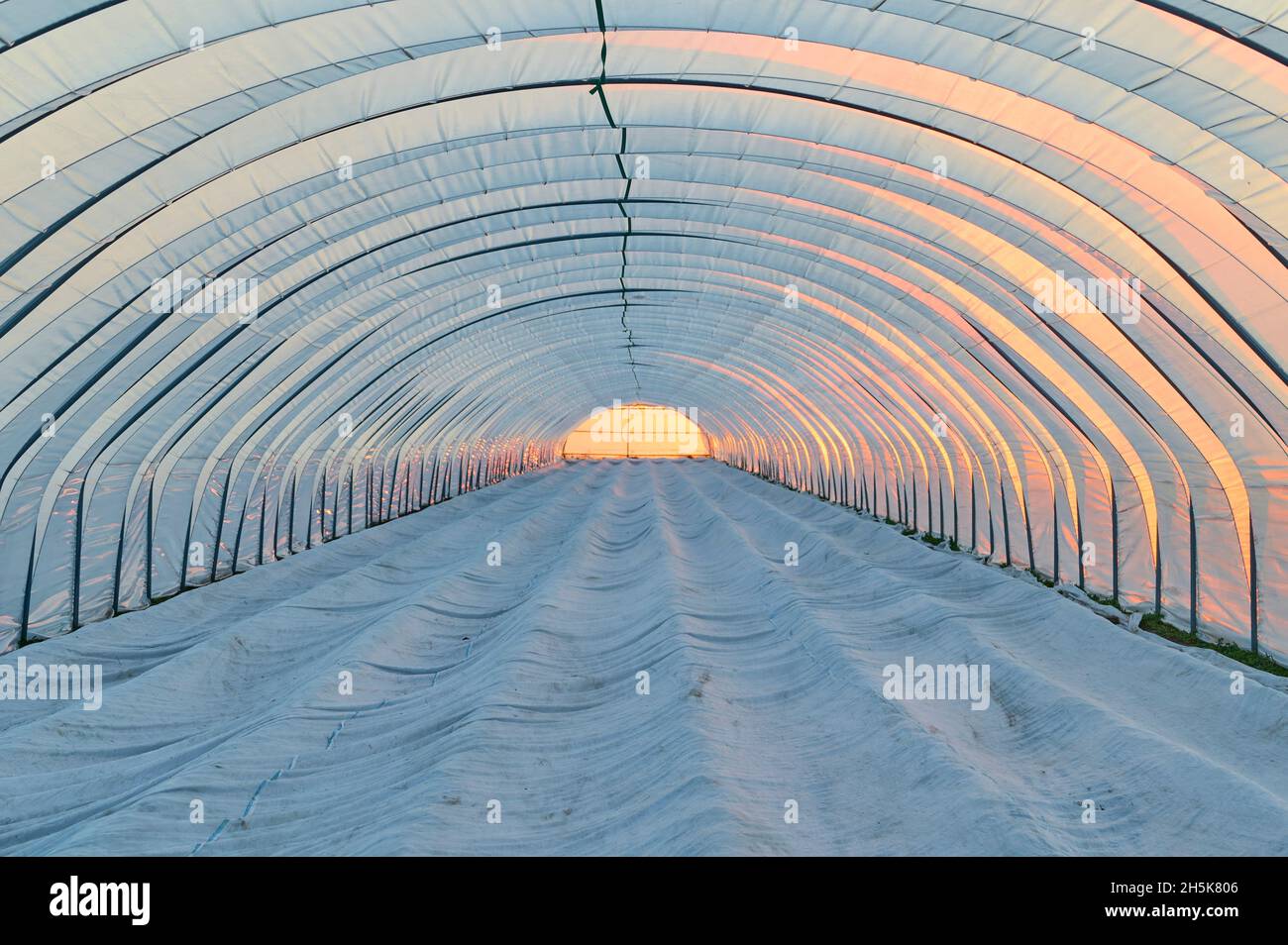 Inside view of a plastic, greenhouse grow tent with the glow of sunset in spring; Hesse, Germany Stock Photo