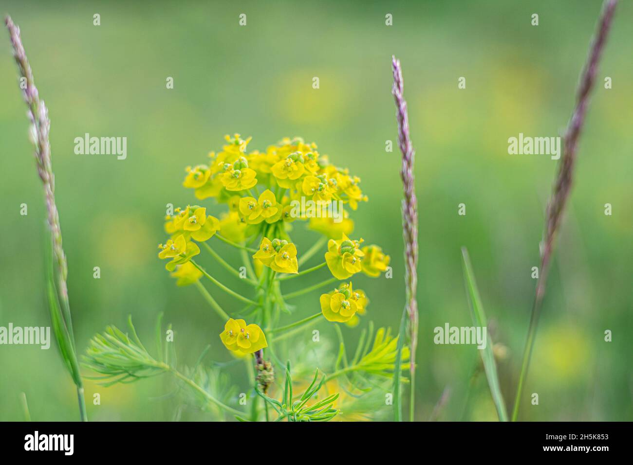 Spring gentle nature background Stock Photo - Alamy