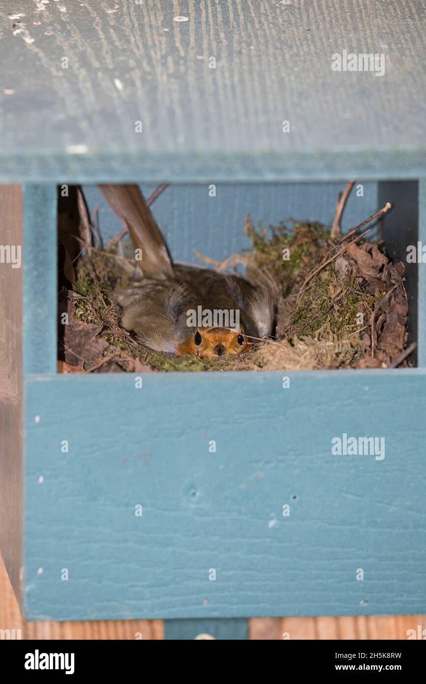 Rotkehlchen, brütet im Nistkasten, Halbhöhle, Halbhöhlenkasten, Nest, Erithacus rubecula, robin, European robin, robin redbreast, nest, Le Rouge-gorge Stock Photo