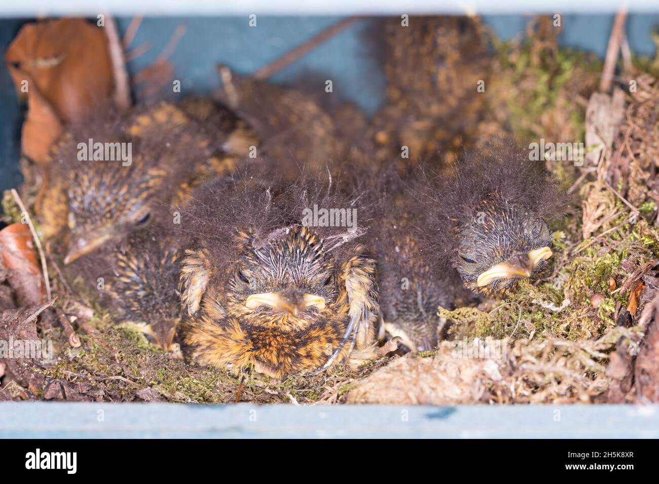 Rotkehlchen, Küken im Nistkasten, Halbhöhle, Halbhöhlenkasten, Nest, Erithacus rubecula, robin, European robin, robin redbreast, nest, Le Rouge-gorge Stock Photo