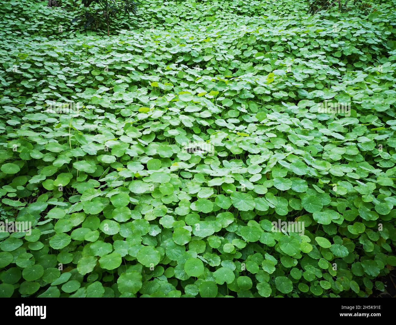 Beautiful view fresh green hi-res stock photography and images - Alamy