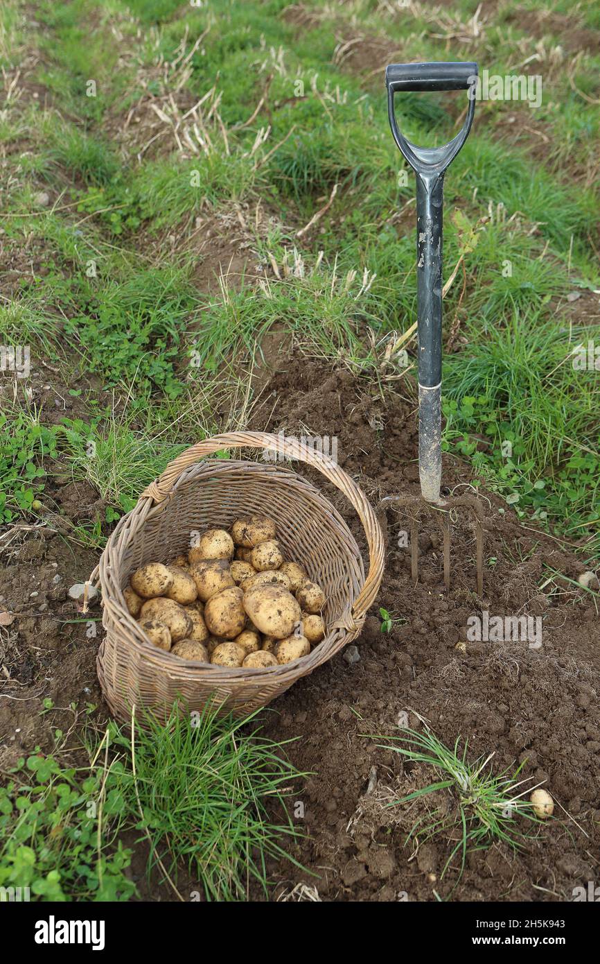 Potatoes in a basket, Organic farming Stock Photo