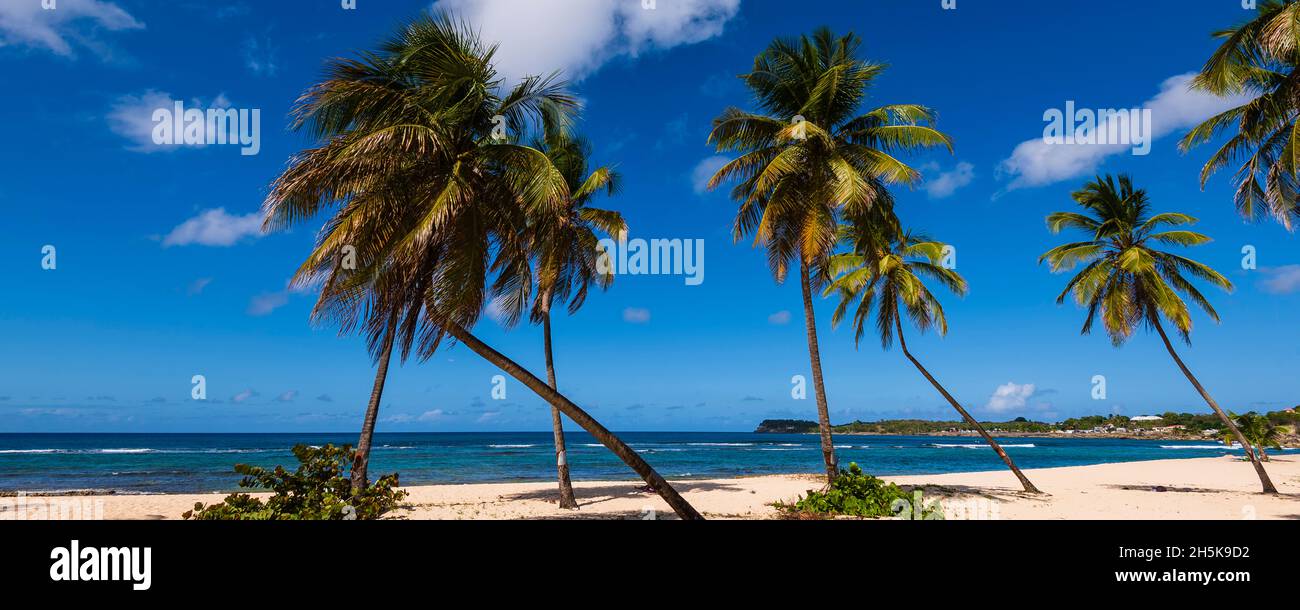 Palms trees along the sandy beach of Anse du Souffleur in Port-Louis on Grande-Terre; Guadeloupe, French West Indies Stock Photo