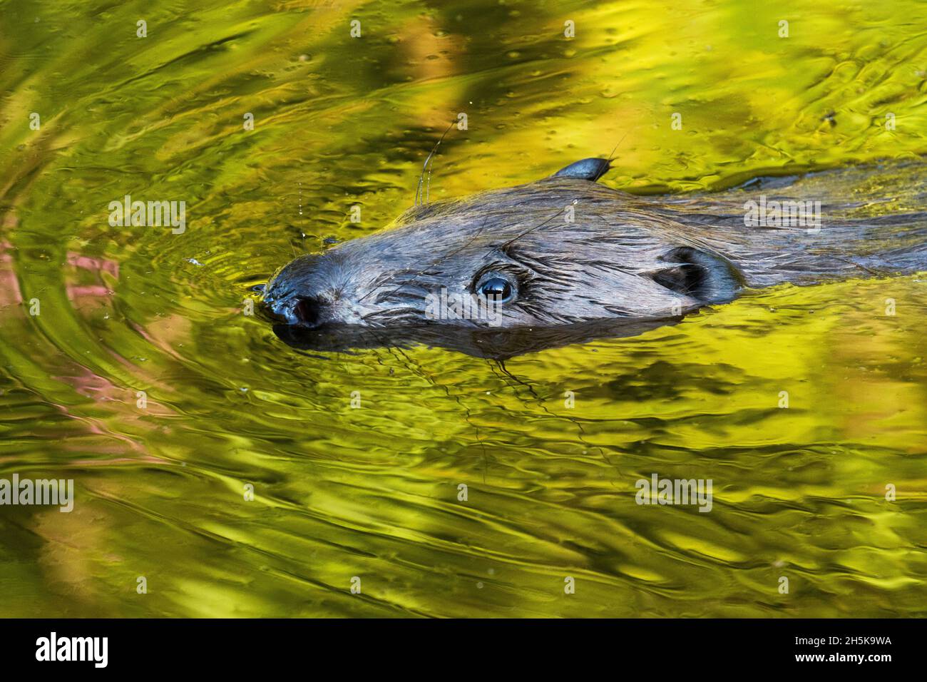 A portrait of an Eurasian beaver, Castor fiber swimming on a summer day. Stock Photo