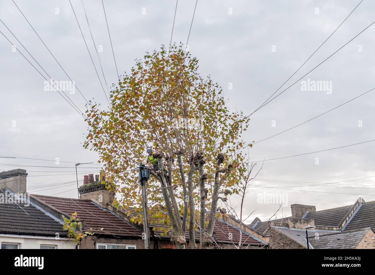 A tree surgeon cuts and trims a tree in Newham, London Stock Photo - Alamy