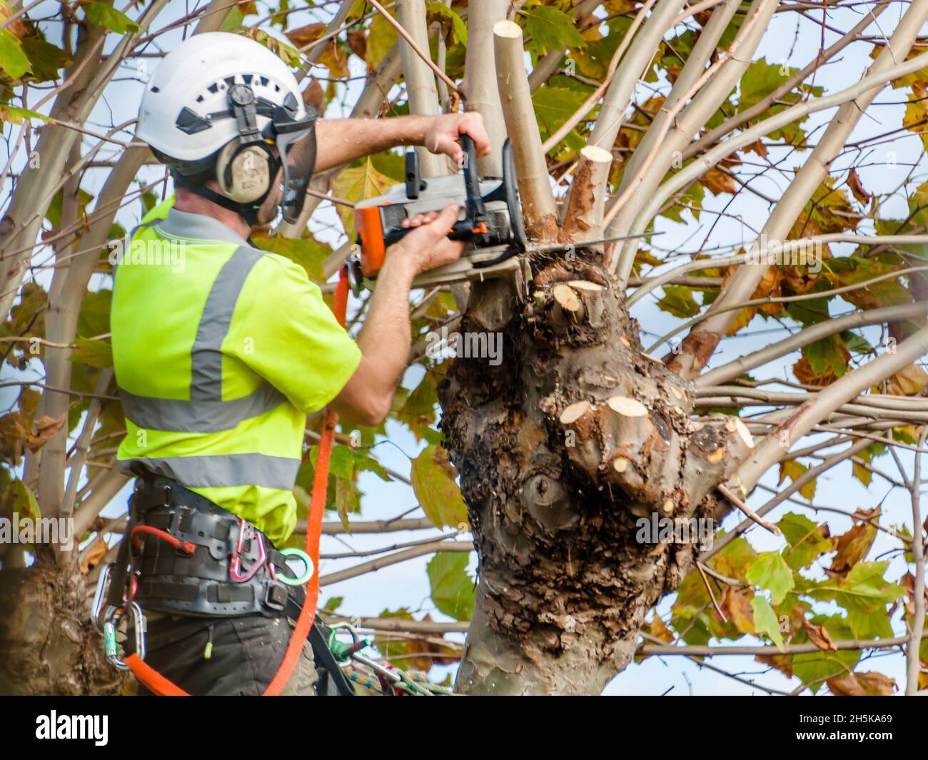 A tree surgeon cuts and trims a tree in Newham, London Stock Photo - Alamy