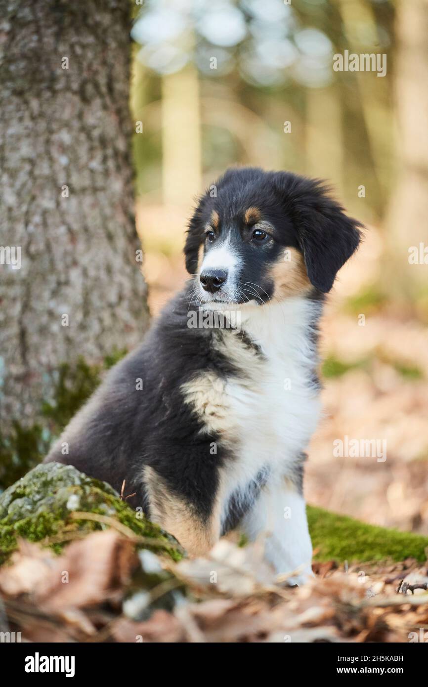 Mixed-breed dog (Australian Shepherd and Golden Retriever) portrait, sitting at the base of a tree in a forest; Bavaria, Germany Stock Photo