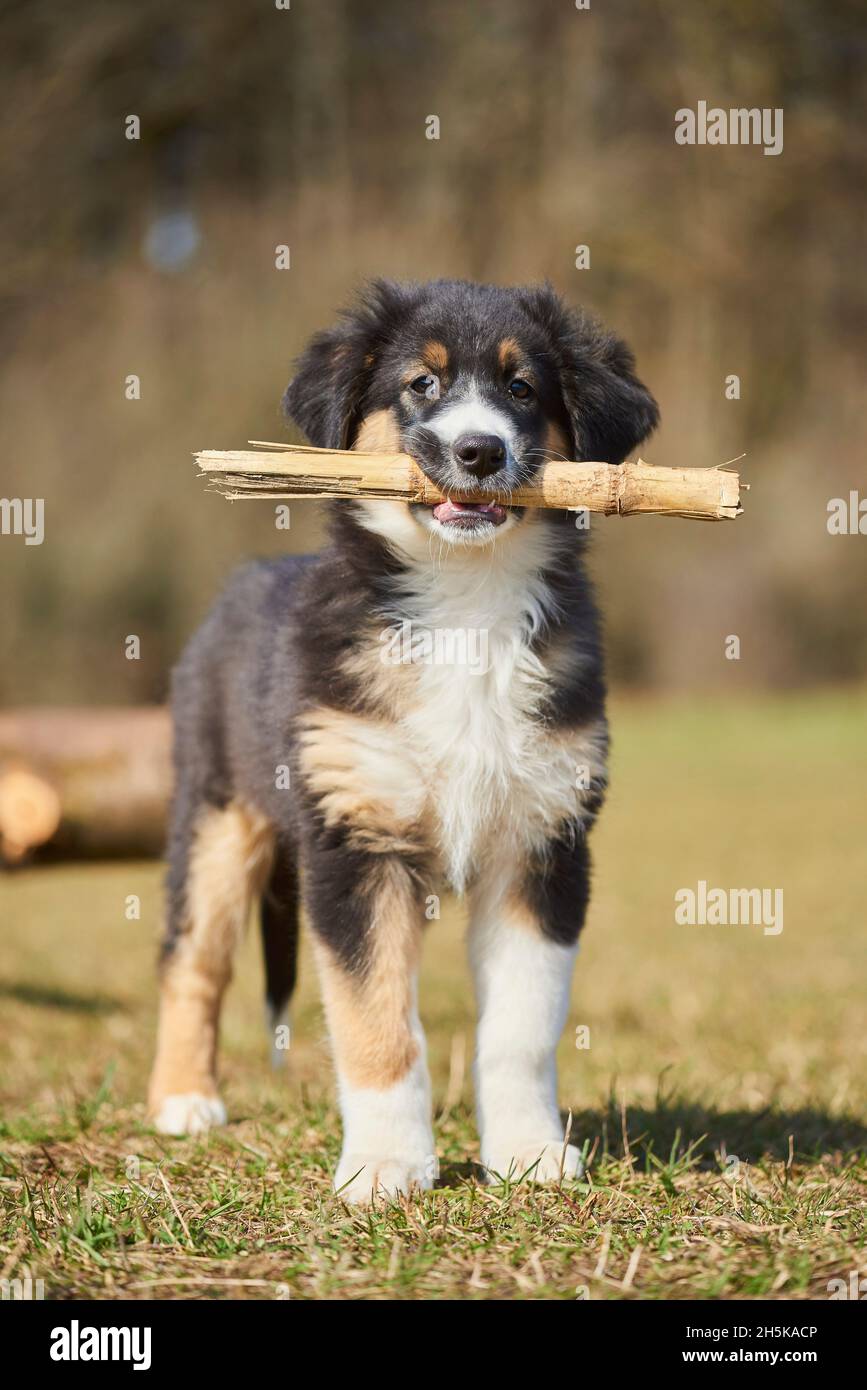 Mixed-breed dog (Australian Shepherd and Golden Retriever) looks at the camera with a stick in it's mouth; Bavaria, Germany Stock Photo