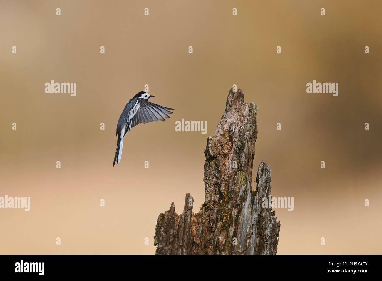 White wagtail (Motacilla alba) flying to a tree stump; Bavaria, Germany Stock Photo