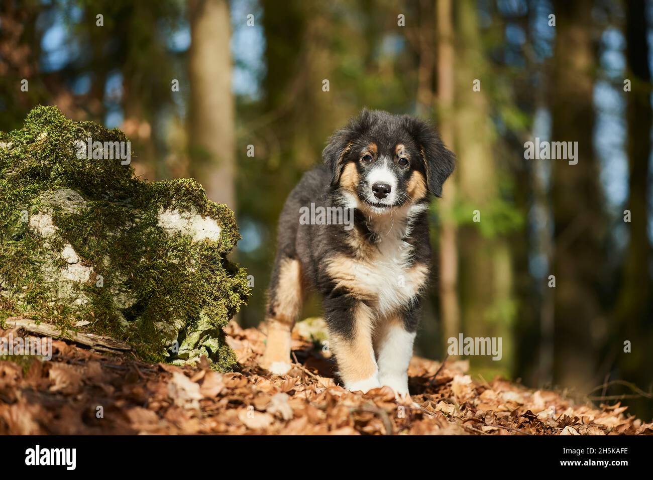 Mixedbreed dog (Australian Shepherd and Golden Retriever) standing in