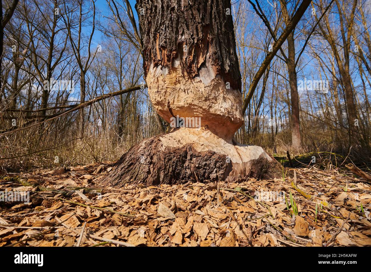 Tree bitten by a Eurasian beaver (Castor fiber) at Danubia river; Bavaria, Germany Stock Photo