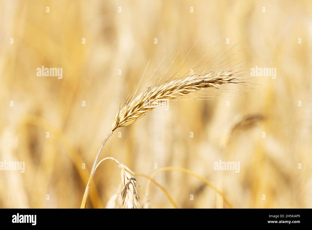 Close-up of a ripe Rye, Secale cereale plant on a hot summer day in Estonia, Northern Europe. Stock Photo