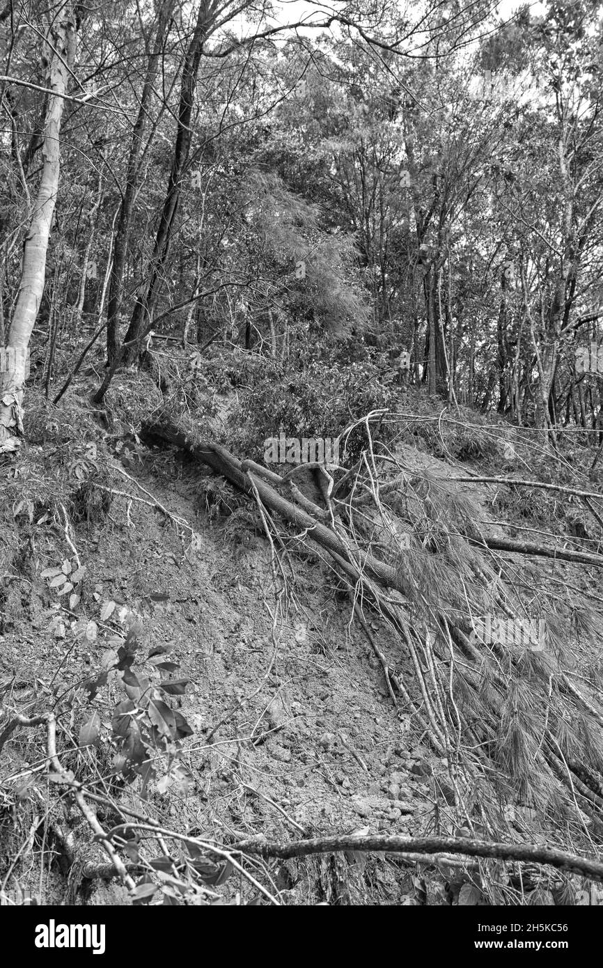 Fallen tree after cyclone Stock Photo
