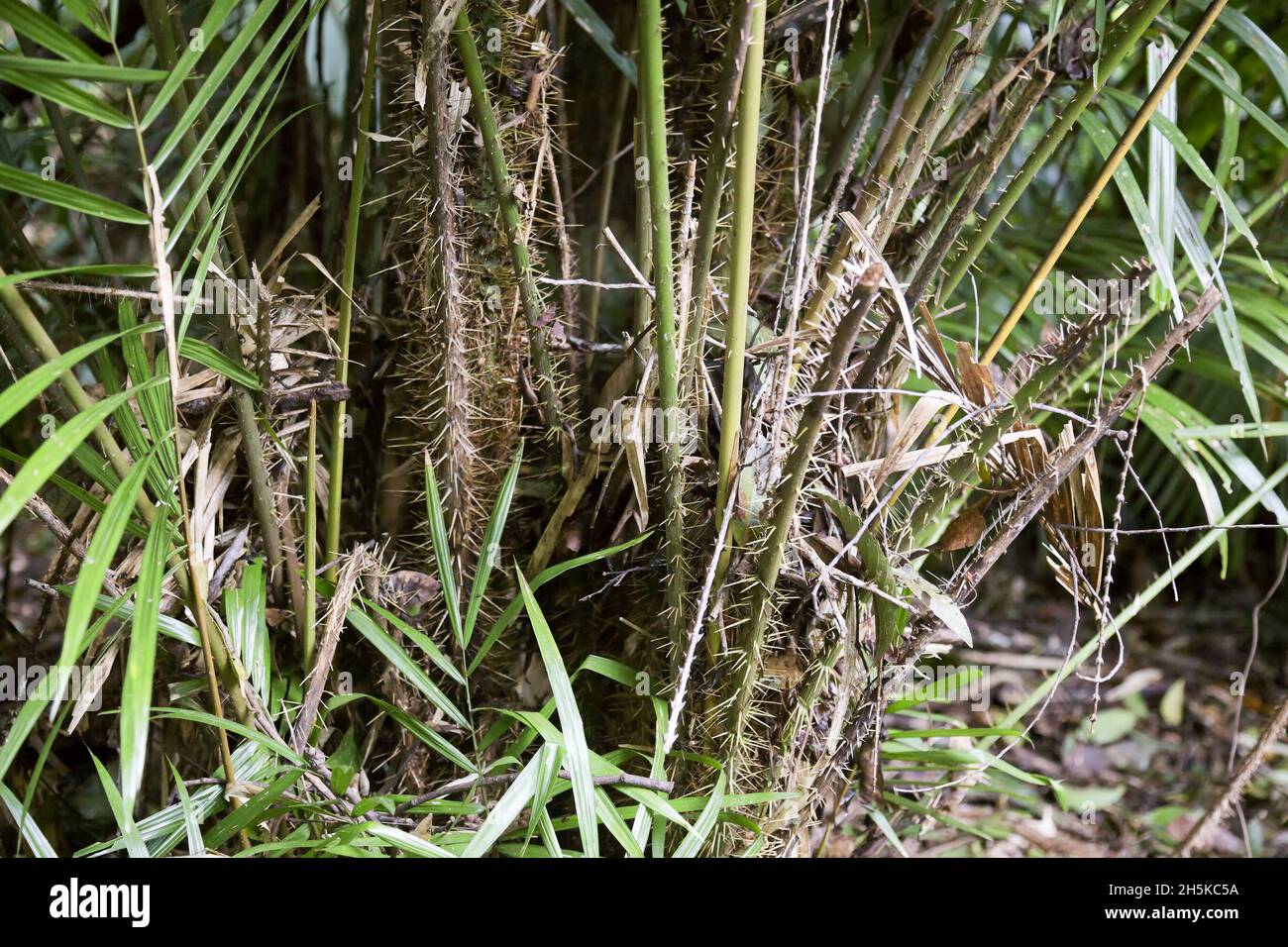 Lawyer Vine near Kuranda Stock Photo Alamy