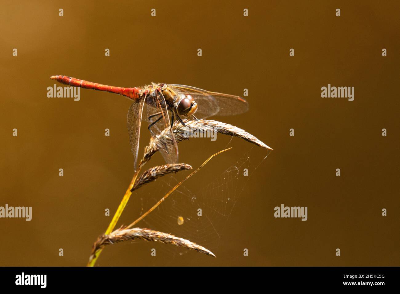 Dragonfly Yellow-winged darter, Sympetrum flaveolum resting on a plant ...