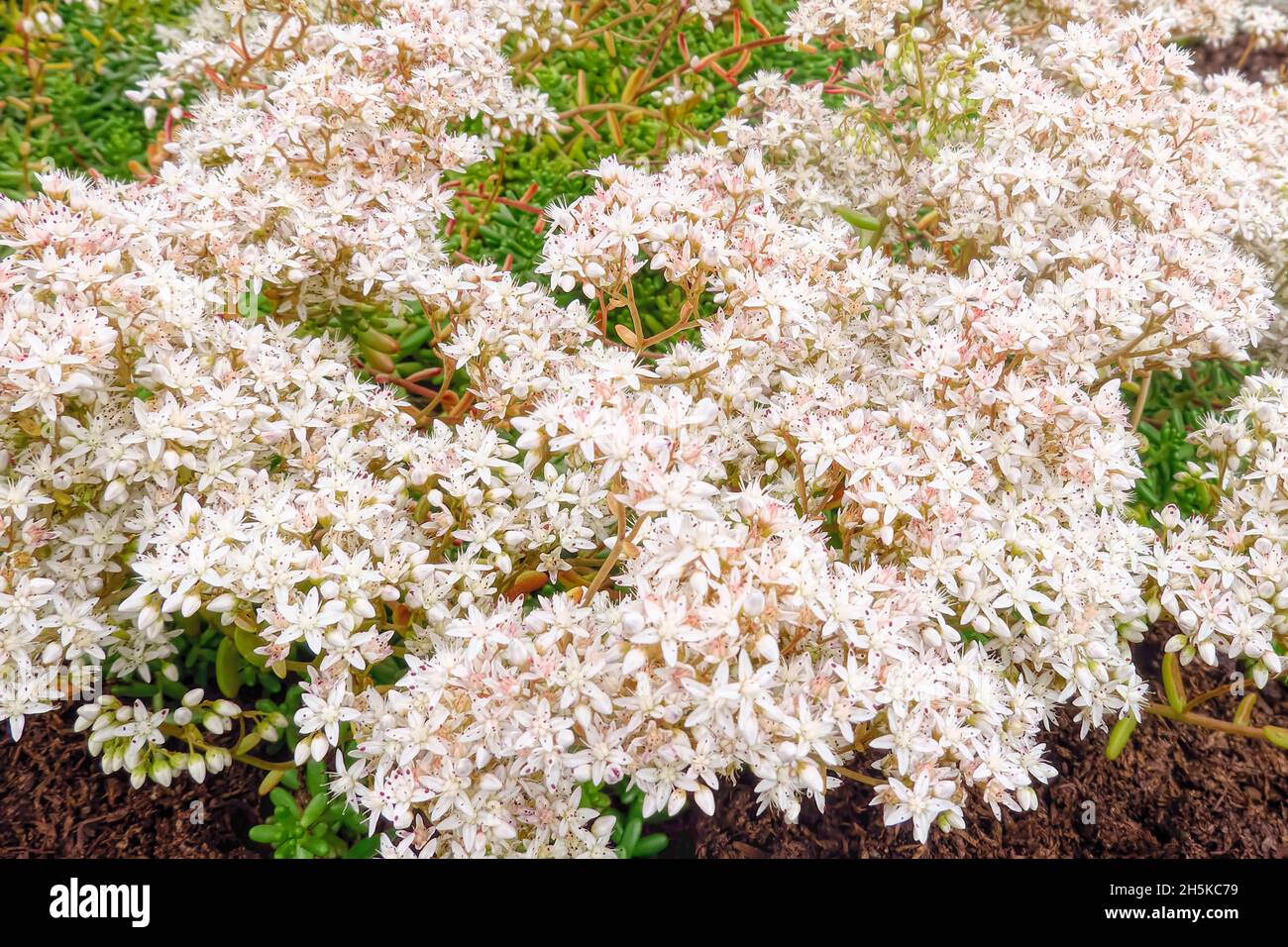 White Stonecrop (Sedum album L.)  A succulent with tiny star-like flowers, creeping stems and small fleshy leaves. Stock Photo