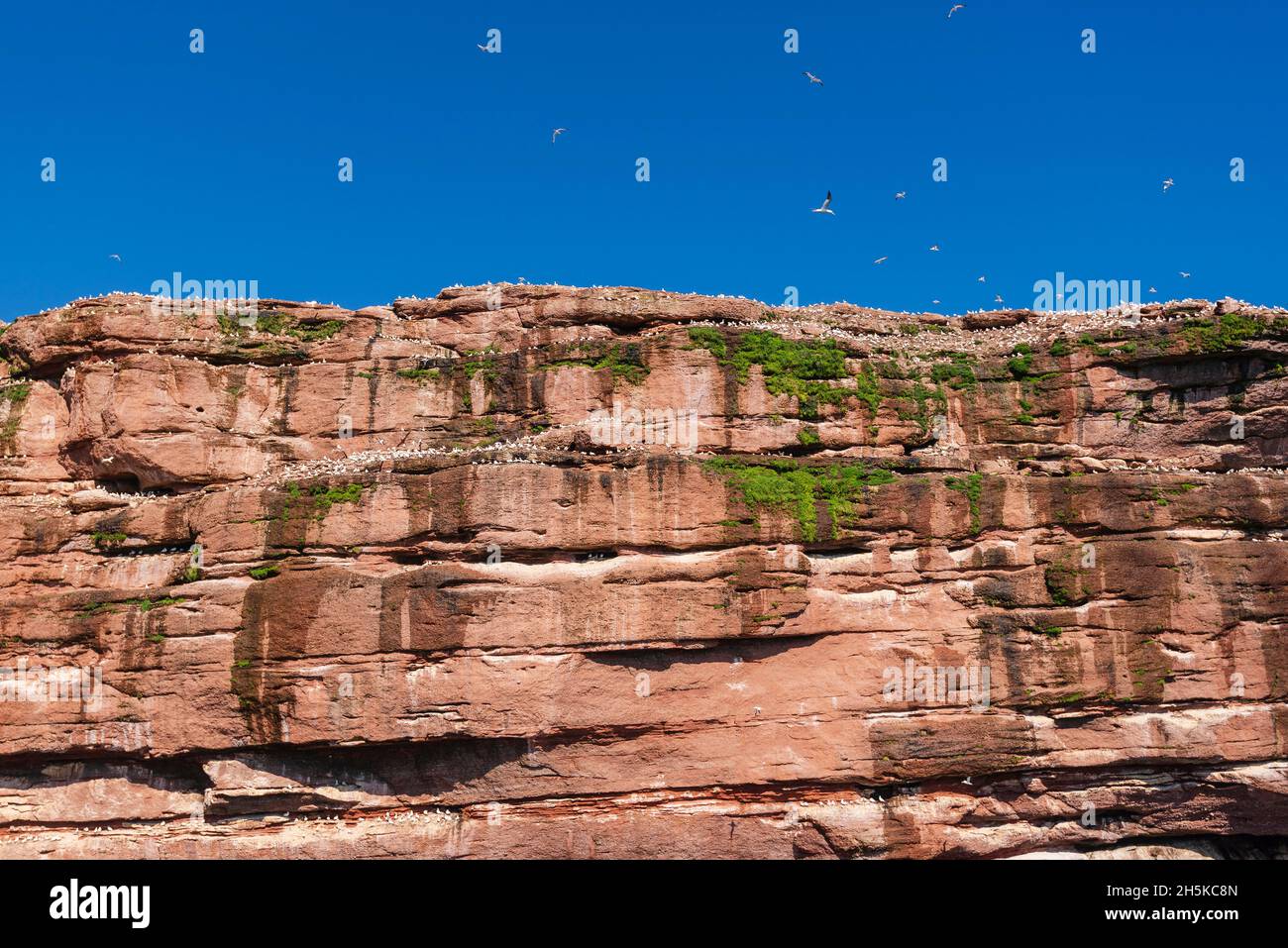 Gannet colony on Bonaventure Island, Gaspe Peninsula in Quebec, Canada; Quebec, Canada Stock Photo