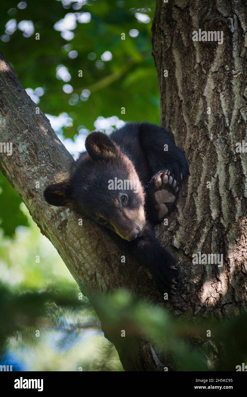 Bear cub stuck in a tree and looking down, Omega Park; Montebello, Quebec, Canada Stock Photo