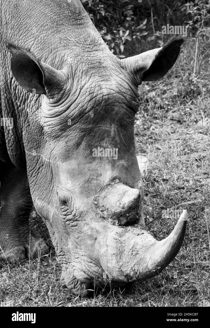 White rhinoceros (Ceratotherium simum) rescued when young then released into the wild, that allows humans to get close on walking safari in the Maa... Stock Photo