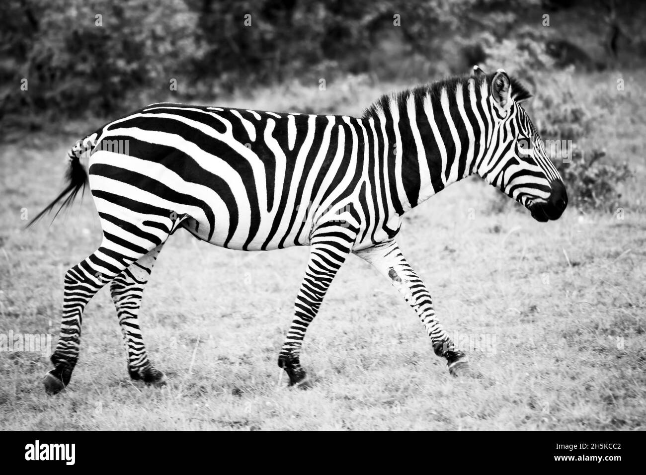 Zebra spotted on safari in the Maasai Mara National Reserve, Kenya, Africa; Maasai Mara, Kenya Stock Photo