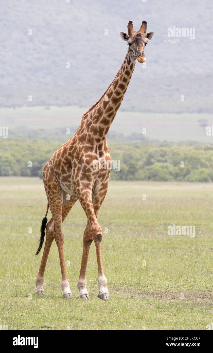Giraffe spotted on safari in Nairobi National Park, Nairobi, Kenya, Africa; Kenya Stock Photo