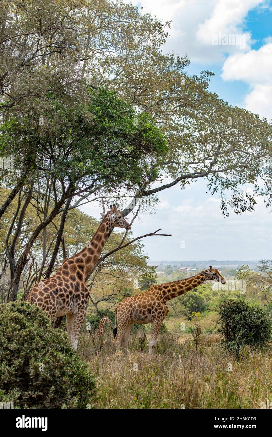 Giraffe spotted on safari in Nairobi National Park, Nairobi, Kenya, Africa; Kenya Stock Photo