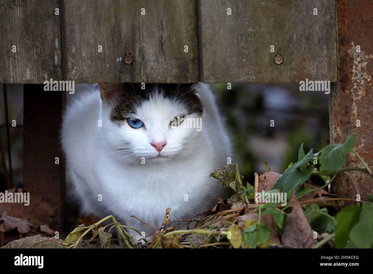 White gray cat with eyes of blue and green colors sitting under the wooden fence. Portrait of animal with heterochromia on rural street Stock Photo