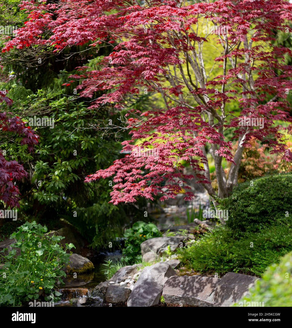 Colourful foliage on the shrubs and trees in gardens; Surrey, British Columbia, Canada Stock
