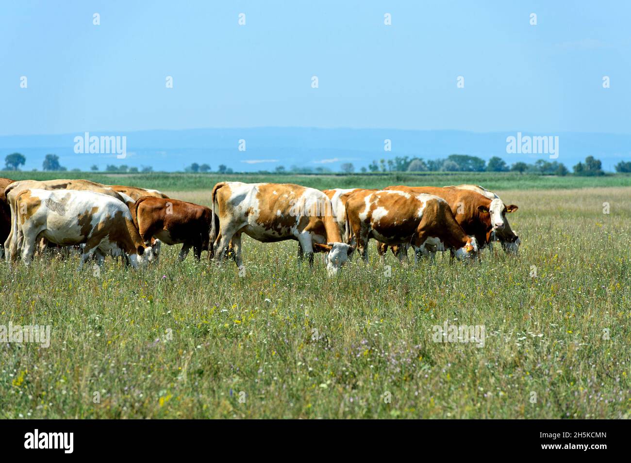 Herd Of Simmental Cattle On A Pasture In The Neusiedlersee -Seewinkel Nature Zone, Apetlon, Burgenland, Austria Stock Photo