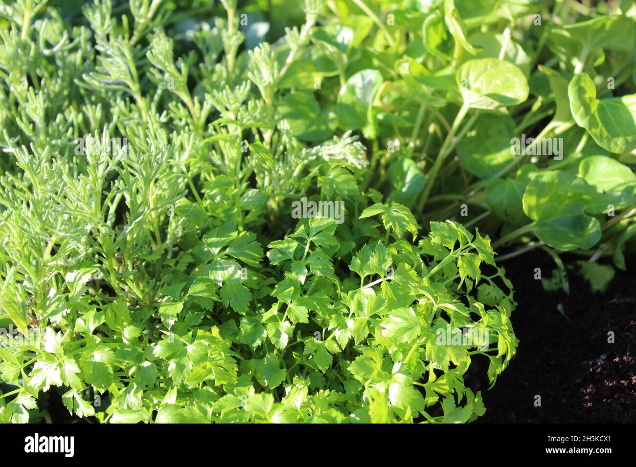 gyros herb, cutting celery and scurvy grass Stock Photo Alamy