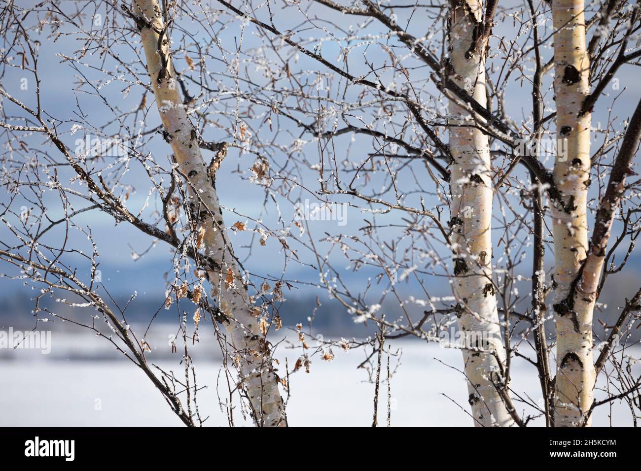 Frozen birch trees in the countryside; Thunder Bay, Ontario, Canada Stock Photo