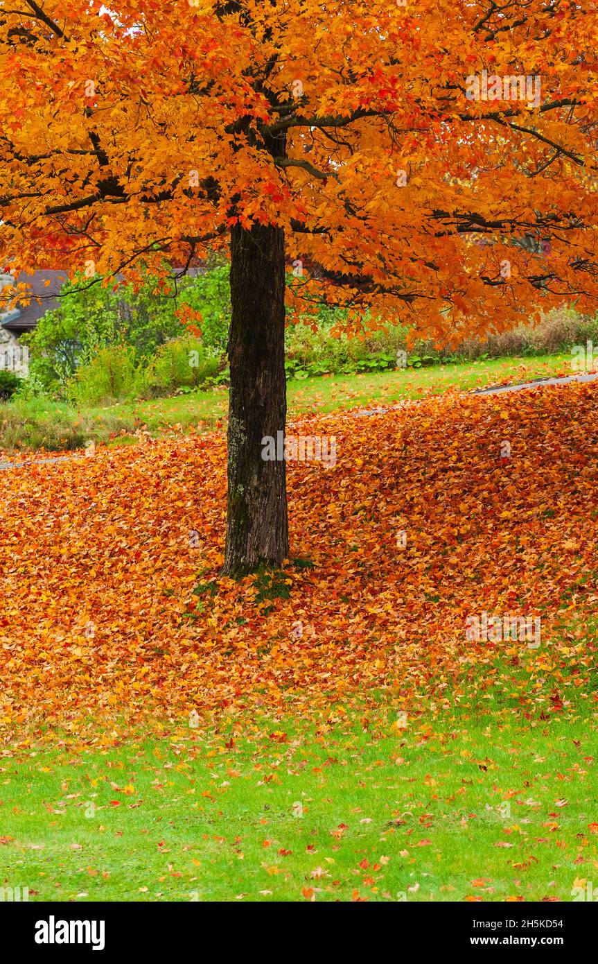 Vibrant autumn foliage in a changing season with the ground under a tree covered in fallen leaves; Quebec, Canada Stock Photo