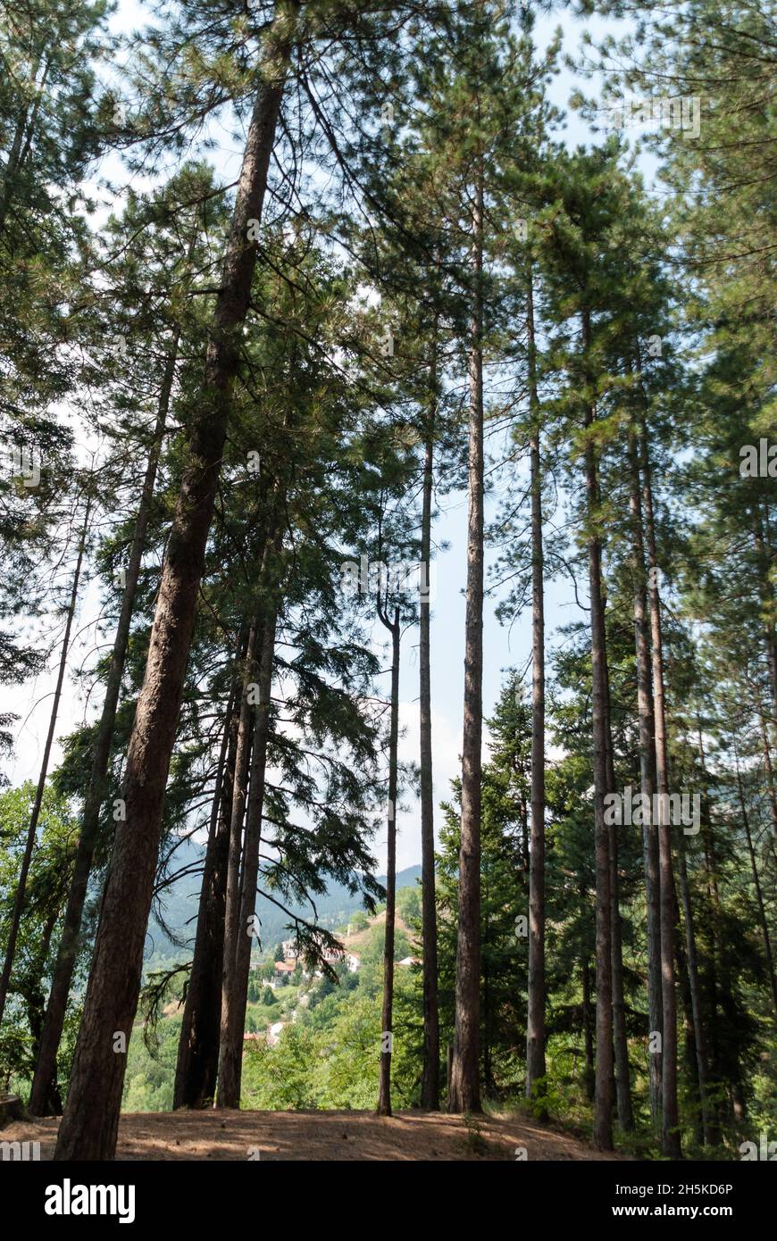 Lush evergreen forest hi-res stock photography and images - Alamy