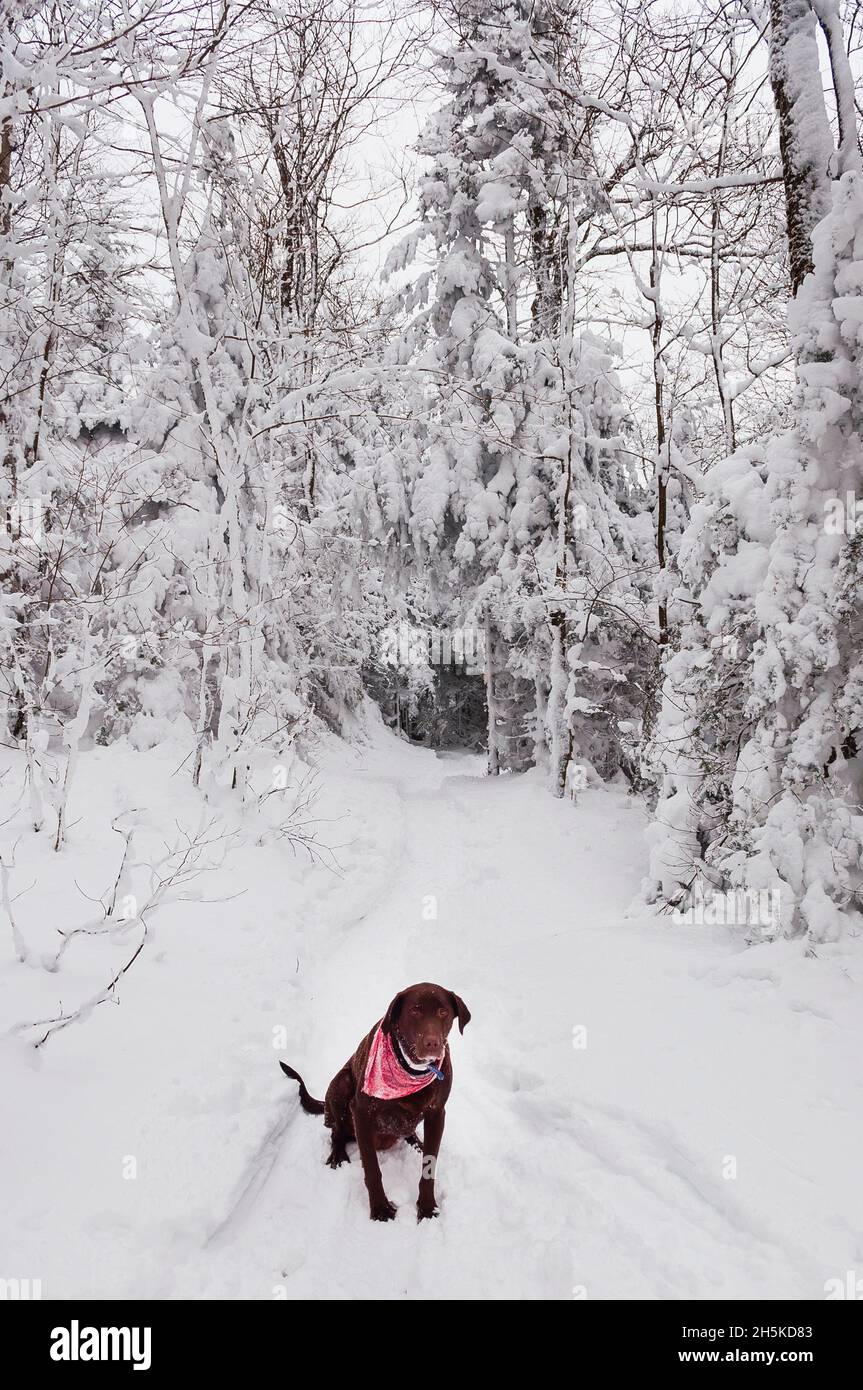 Labrador dog sitting on a snow-covered trail; Quebec, Canada Stock Photo