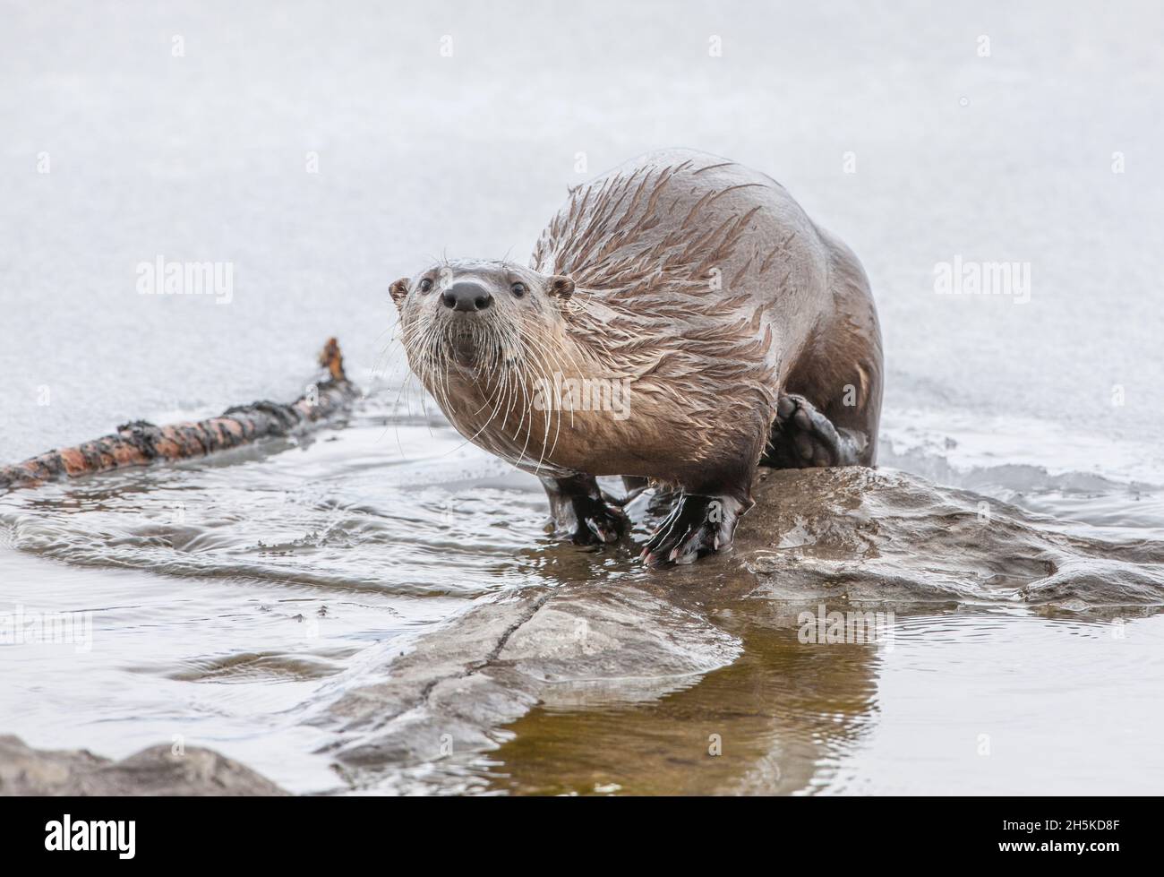 Portrait of a North American river otter (Lutra canadensis) climbing out of the water onto a rock curiously looking at camera Stock Photo