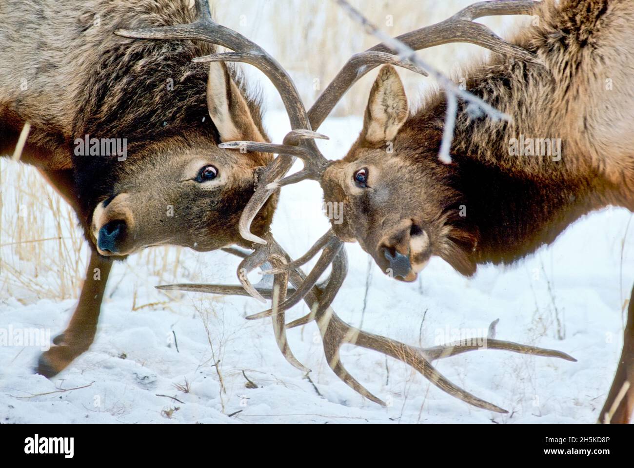 Close Up View Of Two Bull Elk Cervus Canadensis Locking Antlers In