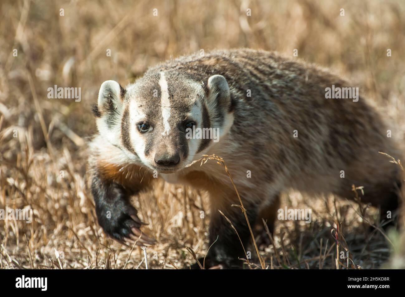 Badger claw hi-res stock photography and images - Alamy