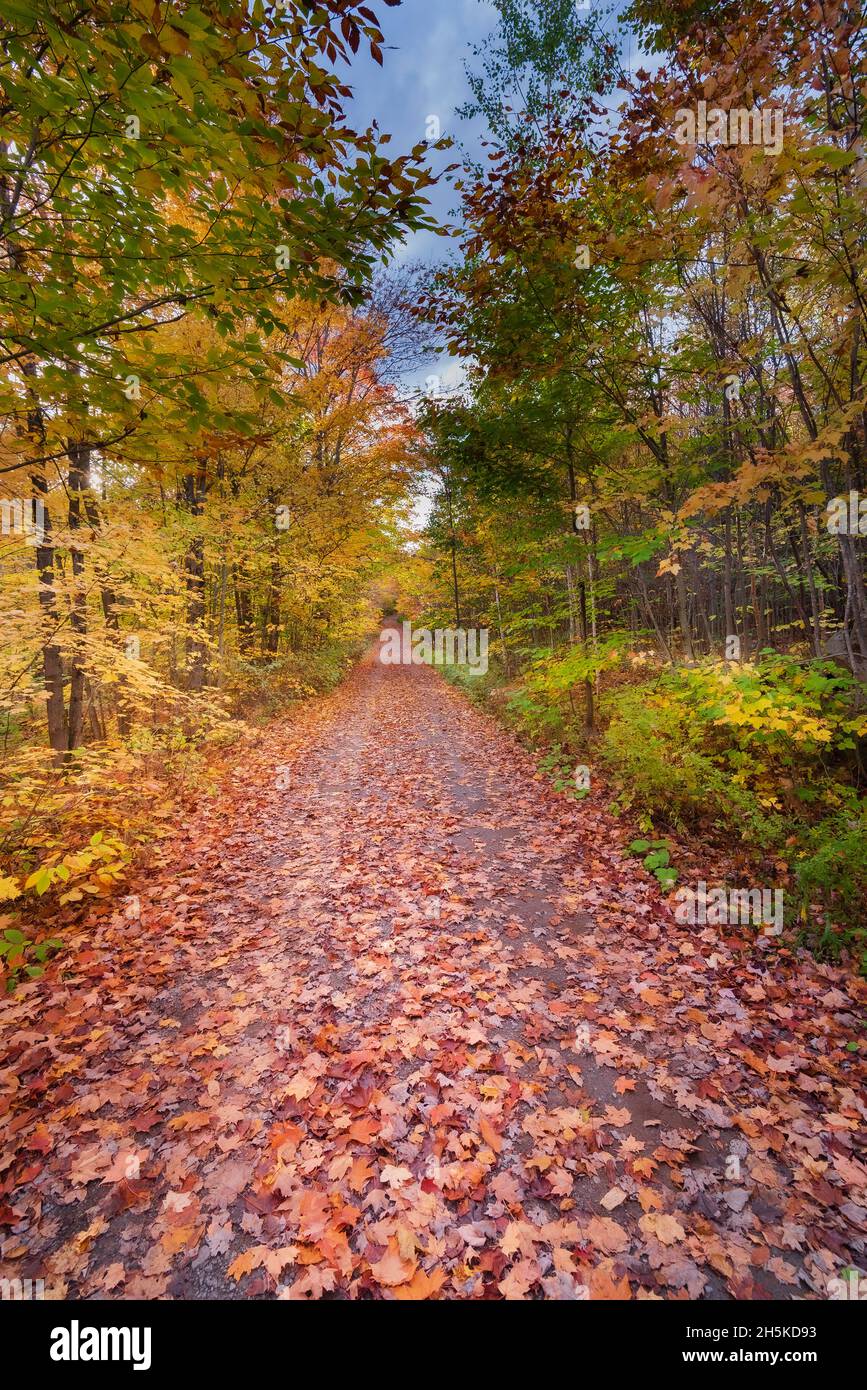 Tree-lined dirt road covered in fallen maple leaves in autumn in the Laurentides; Quebec, Canada Stock Photo