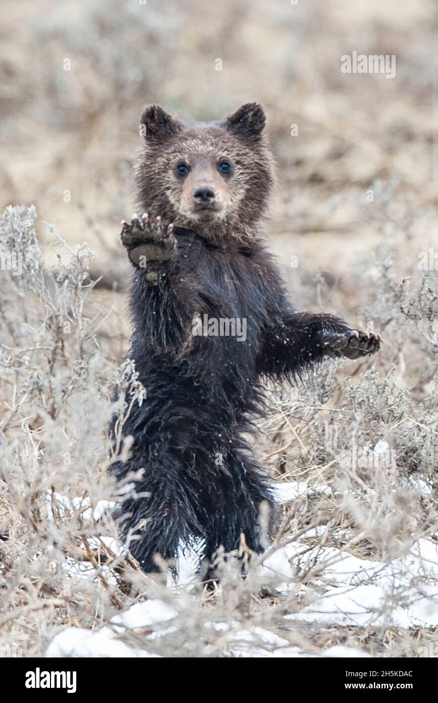 A grizzly cub stands on its hind legs and lifts its paw Stock Photo Alamy